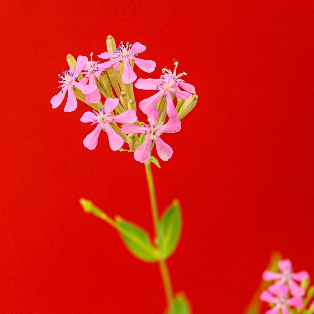 Seeded paper in full bloom, lots of flowers, grown