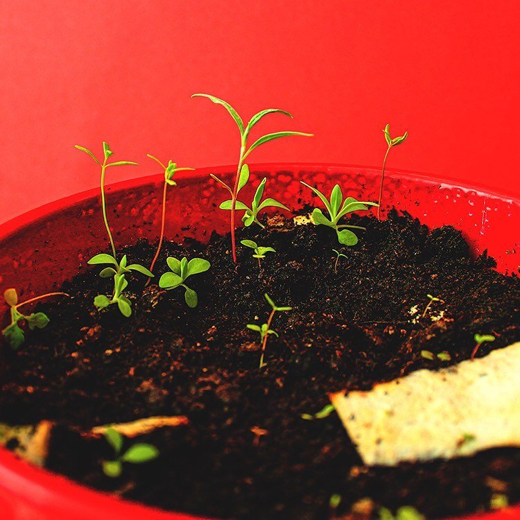 Seeded paper growing in plant pot, hatch seeded paper growing