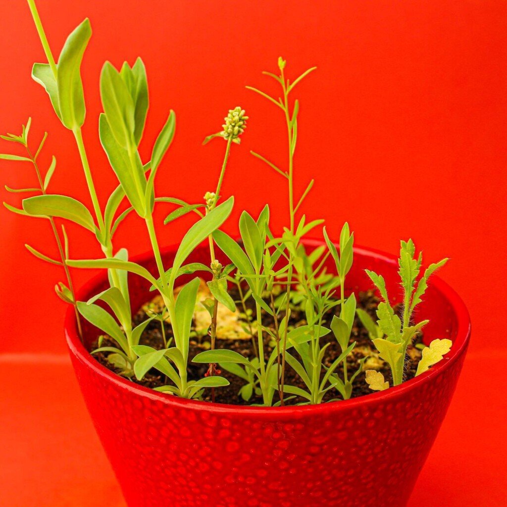 Seeded paper fully grown, seeded paper that grows